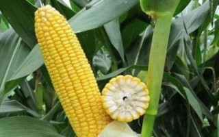 秦糧302玉米種簡介，適宜播種期4月下旬-5月上旬