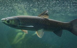 草魚是不是淡水魚，屬于典型的淡水魚類
