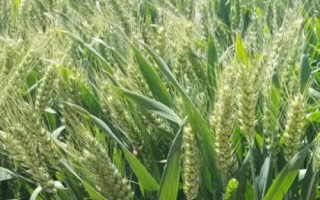 榮華661小麥種子簡介，適宜播期10月上中旬