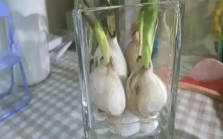 郁金香種一次就會(huì)死亡嗎，屬于多年生草本植物可以重復(fù)栽種