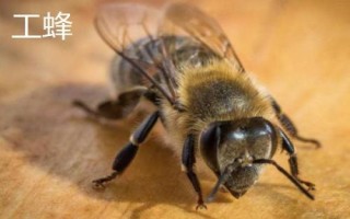 蜂群之間如何分工，蜂王負(fù)責(zé)產(chǎn)卵、工蜂負(fù)責(zé)采蜜、雄蜂負(fù)責(zé)交配