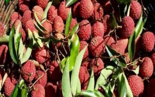 掛紅荔枝簡介，是一種遲熟荔枝品種
