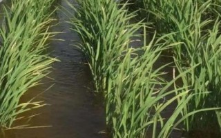 泰優(yōu)305水稻品種簡介，該品種株型緊湊