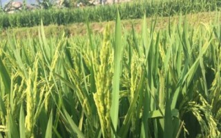 雙優(yōu)575水稻品種簡介，每畝有效穗數(shù)14.2萬穗