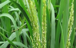 西紫優(yōu)3號水稻種子特點，注意防治稻瘟病