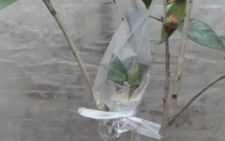 茶花是如何嫁接的，通常在6月份或者7月份進行