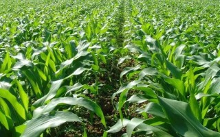吉甜15玉米種子介紹，4月下旬至6月中旬播種