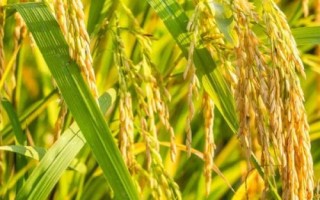 粵粳油占水稻種子簡(jiǎn)介，中秈常規(guī)水稻品種