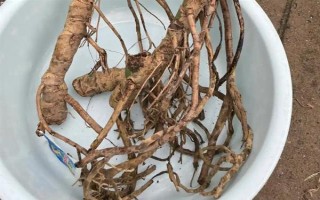 怎么養(yǎng)殖小龜背竹，生長期每隔半個(gè)月追施一次肥料