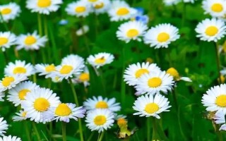 小雛菊鮮花的養(yǎng)護方法，每天接受5-6小時的散射光照