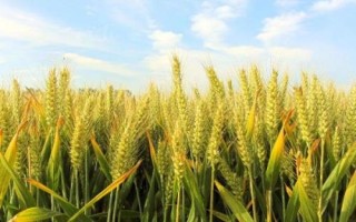 臨旱9號(hào)小麥品種簡(jiǎn)介，每畝適宜播量12－15千克