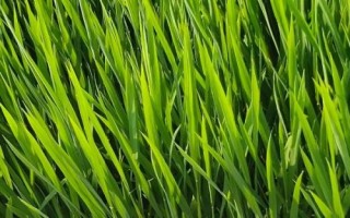 晶泰優(yōu)莉香水稻種簡(jiǎn)介，秧田畝播種量10.0千克
