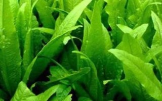 夏季哪些蔬菜可以露天種植，包括小白菜、空心菜、番茄、茄子等品種