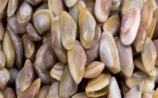什么是海瓜子，屬于貽貝科、肌蛤?qū)佘涹w動(dòng)物