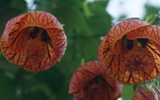 盆栽網(wǎng)紋懸鈴花的方法，在春秋季節(jié)栽種為佳