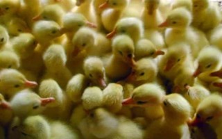飼養(yǎng)雛鵝要注意什么，放在環(huán)境良好的育雛室內(nèi)養(yǎng)護