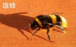 蜂群之間如何分工，蜂王負(fù)責(zé)產(chǎn)卵、工蜂負(fù)責(zé)采蜜、雄蜂負(fù)責(zé)交配