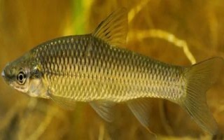 麥穗魚(yú)的種類(lèi)，部分品種已被列入保護(hù)名錄