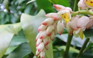 豆蔻的特點(diǎn)，是生活中常見的一種調(diào)料