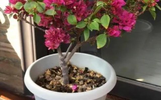三角梅為何不開花只長(zhǎng)葉，可能是缺少光照、養(yǎng)分、生長(zhǎng)空間等原因造成