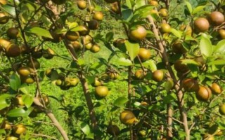 油茶樹有哪些高產(chǎn)品種，以下6種的產(chǎn)量較高