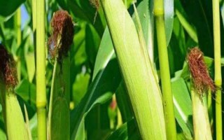 華甜玉7號玉米品種的特性，種植密度每畝5000株