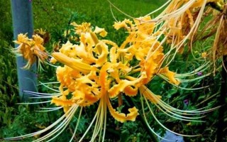 金花石蒜有什么花語，在我國代表優(yōu)美純潔