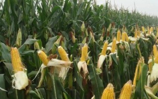 平玉8號(hào)玉米種子特征特性，4月中旬播種