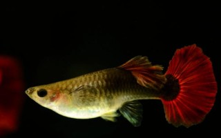 孔雀魚垂直頭朝下的原因及治療方法，環(huán)境刺激和年齡較大等均會(huì)導(dǎo)致