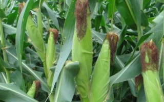 鯤科1號玉米種子介紹，每畝種植密度5500株左右