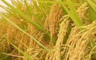 先紅優(yōu)826水稻種子特征特性，感光秈型三系雜交水稻品種