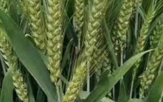 連麥10號(hào)小麥品種簡介，適宜播期10月10日-25日