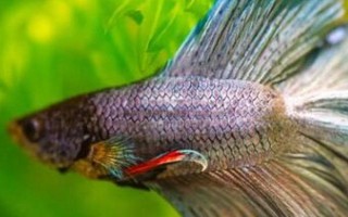 孔雀魚垂直頭朝下的原因及治療方法，環(huán)境刺激和年齡較大等均會(huì)導(dǎo)致