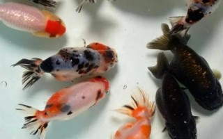 雌雄金魚如何區(qū)分，雄魚瘦長(zhǎng)、雌魚短圓