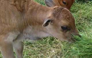 怎么喂剛下小牛的母牛，可以加大它們的飼料投喂量