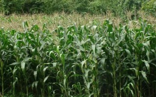 元華116玉米種子特征特性，中等肥力以上地塊種植