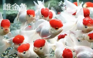 雌雄金魚如何區(qū)分，雄魚瘦長(zhǎng)、雌魚短圓
