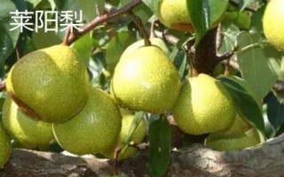 糖度最高的梨品種，不同的品種風(fēng)味也大有不同
