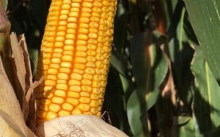 桂單662玉米種簡介，一次性播種全苗