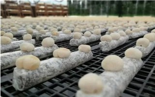 目前我國人工栽培的食用菌有幾種，大概種植100種、有50多種可形成商品