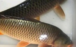 鯉魚(yú)的品種，常見(jiàn)的有紅鯉、豐鯉、錦鯉等