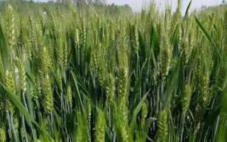輪選716小麥種子特點，結(jié)合澆水每畝施尿素10公斤