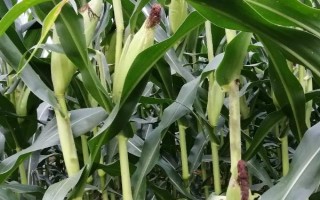 紀(jì)元8號玉米種子特點(diǎn)，中抗灰斑病