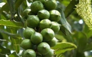 怎么栽培夏威夷果，干旱時(shí)堅(jiān)持每天澆水1-2次