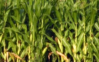 龍墾1753玉米品種的特性，每畝留苗4000－4500株