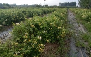 金銀花適合在哪里種植，適合種植在山坡灌叢或疏林中