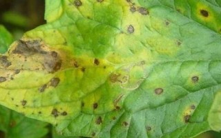 藿香的種植方法，苗高3cm及時(shí)間去過密苗
