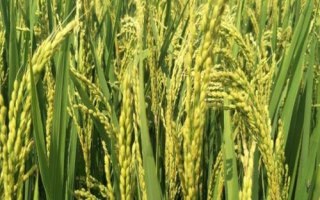 華兩優(yōu)2885水稻品種簡介，鄂北4月中下旬播種