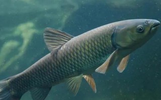 中國(guó)哪里的淡水魚(yú)產(chǎn)量最大，第一大省為湖北省
