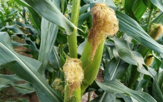 高玉79玉米種子簡(jiǎn)介，每畝種植3000株為佳